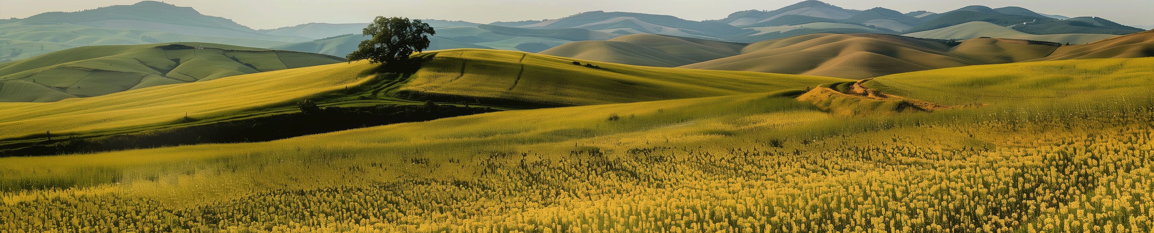 Golden yellow plant fields | Klearus
