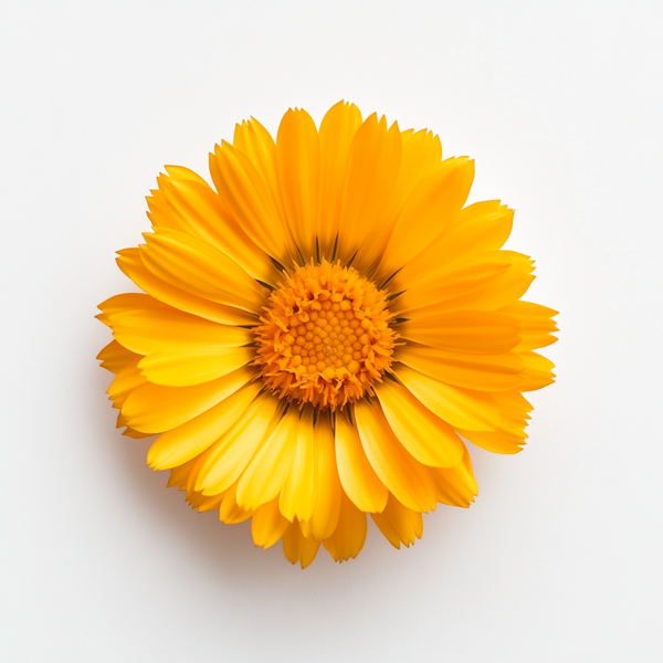 Calendula