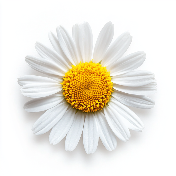 Chamomile