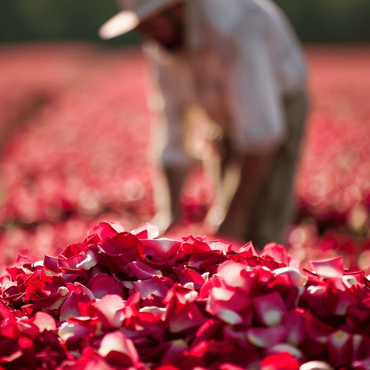 What Are The Benefits Of Pure Rose Water Face Mist And How To Use It ...