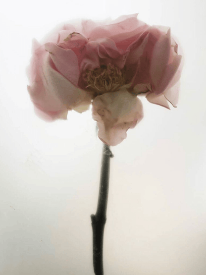 Pelcare - Rose Super - Antioxidant Serum - Klearus